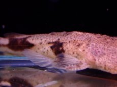 画像3: 【アーリーサマーセール10%OFFクーポン番号（10）対象商品 淡水魚】【淡水魚】【通販】特価 No2 パカモンキャット【個体販売】(±8cm)(大型魚)(生体)(熱帯魚)NKO (3)