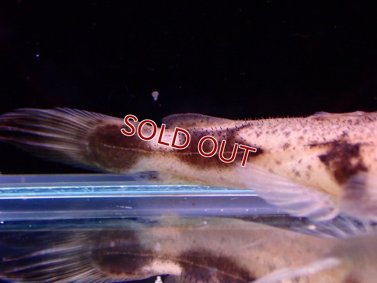 画像4: 【淡水魚】【通販】爆安期間限定 特価 No2 パカモンキャット【個体販売】(±8cm)(大型魚)(生体)(熱帯魚)NKO (4)