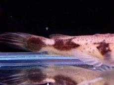 画像4: 【アーリーサマーセール10%OFFクーポン番号（10）対象商品 淡水魚】【淡水魚】【通販】特価 No2 パカモンキャット【個体販売】(±8cm)(大型魚)(生体)(熱帯魚)NKO (4)