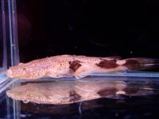 画像5: 【アーリーサマーセール10%OFFクーポン番号（10）対象商品 淡水魚】【淡水魚】【通販】特価 No2 パカモンキャット【個体販売】(±8cm)(大型魚)(生体)(熱帯魚)NKO (5)
