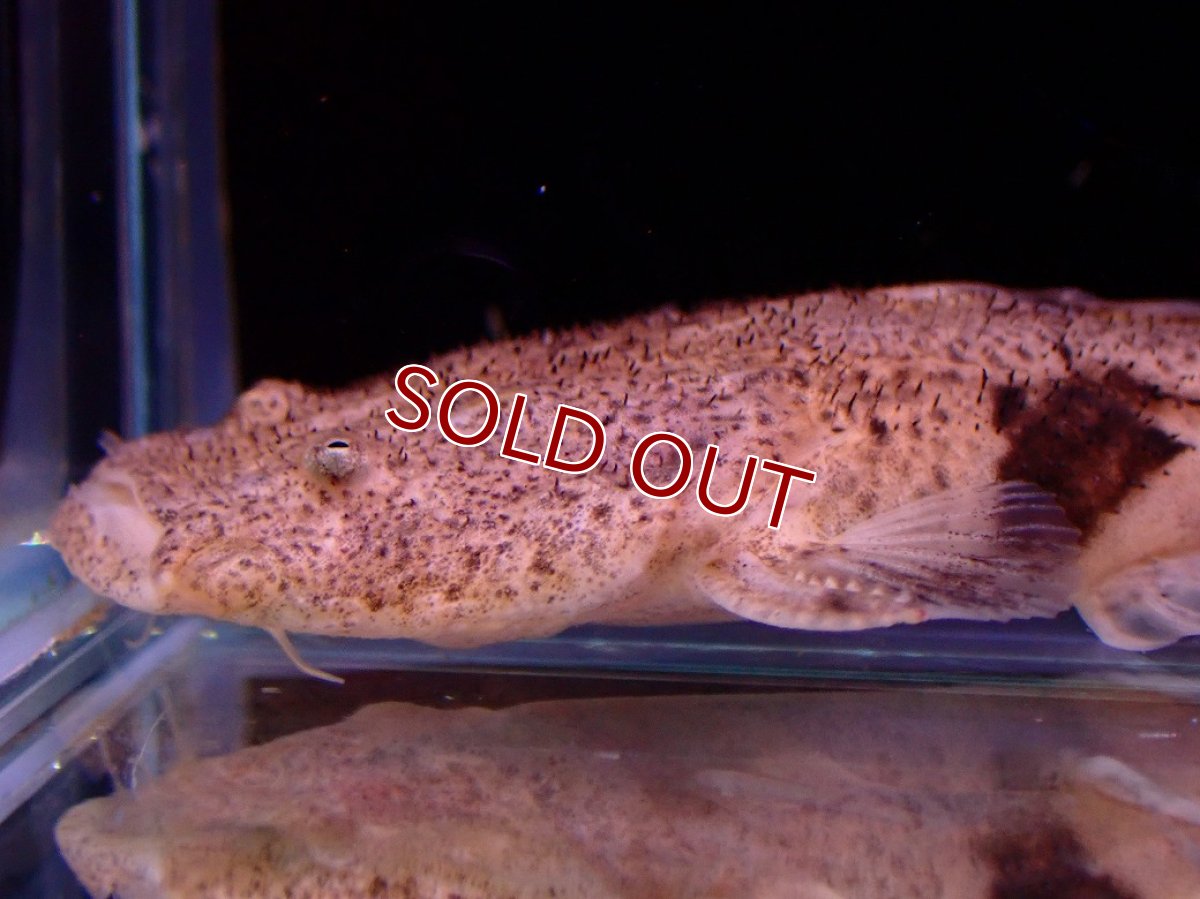 画像6: 【淡水魚】【通販】爆安期間限定 特価 No2 パカモンキャット【個体販売】(±8cm)(大型魚)(生体)(熱帯魚)NKO (6)