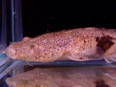 画像6: 【アーリーサマーセール10%OFFクーポン番号（10）対象商品 淡水魚】【淡水魚】【通販】特価 No2 パカモンキャット【個体販売】(±8cm)(大型魚)(生体)(熱帯魚)NKO (6)
