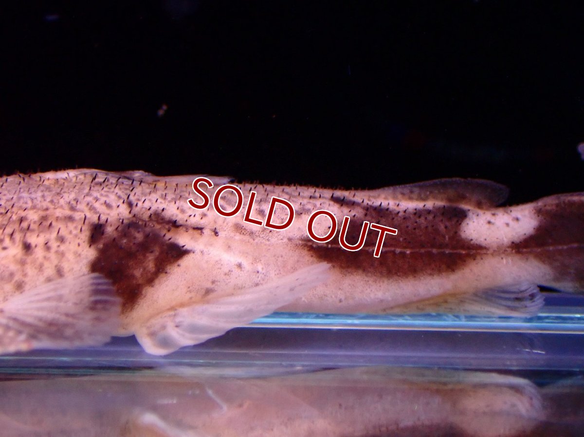 画像7: 【淡水魚】【通販】爆安期間限定 特価 No2 パカモンキャット【個体販売】(±8cm)(大型魚)(生体)(熱帯魚)NKO (7)