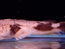 画像7: 【アーリーサマーセール10%OFFクーポン番号（10）対象商品 淡水魚】【淡水魚】【通販】特価 No2 パカモンキャット【個体販売】(±8cm)(大型魚)(生体)(熱帯魚)NKO (7)
