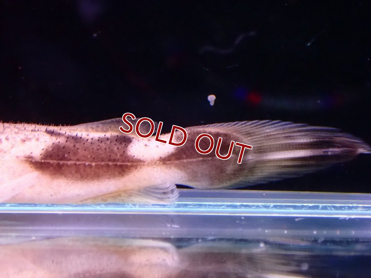 画像8: 【淡水魚】【通販】爆安期間限定 特価 No2 パカモンキャット【個体販売】(±8cm)(大型魚)(生体)(熱帯魚)NKO (8)