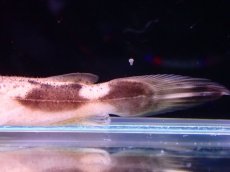 画像8: 【アーリーサマーセール10%OFFクーポン番号（10）対象商品 淡水魚】【淡水魚】【通販】特価 No2 パカモンキャット【個体販売】(±8cm)(大型魚)(生体)(熱帯魚)NKO (8)