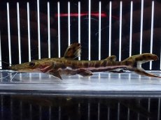 画像1: 【淡水魚】【通販】レア種 No1 タイガーシャベルノーズキャット カクエタ産 ワイルド【個体販売】(±13cm)(大型魚(生体)(熱帯魚)NKO (1)