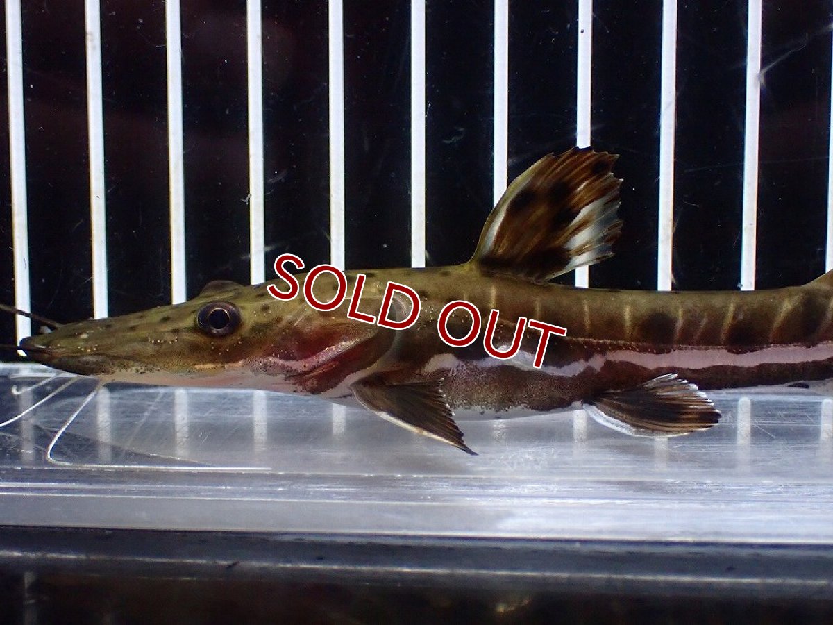 画像2: 【淡水魚】【通販】レア種 No1 タイガーシャベルノーズキャット カクエタ産 ワイルド【個体販売】(±13cm)(大型魚(生体)(熱帯魚)NKO (2)