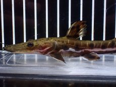 画像2: 【淡水魚】【通販】レア種 No1 タイガーシャベルノーズキャット カクエタ産 ワイルド【個体販売】(±13cm)(大型魚(生体)(熱帯魚)NKO (2)