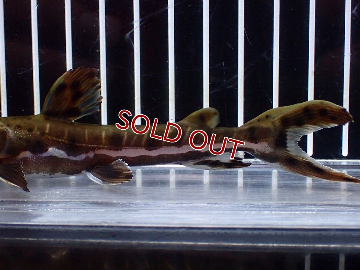 画像3: 【淡水魚】【通販】レア種 No1 タイガーシャベルノーズキャット カクエタ産 ワイルド【個体販売】(±13cm)(大型魚(生体)(熱帯魚)NKO (3)