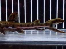 画像3: 【淡水魚】【通販】レア種 No1 タイガーシャベルノーズキャット カクエタ産 ワイルド【個体販売】(±13cm)(大型魚(生体)(熱帯魚)NKO (3)