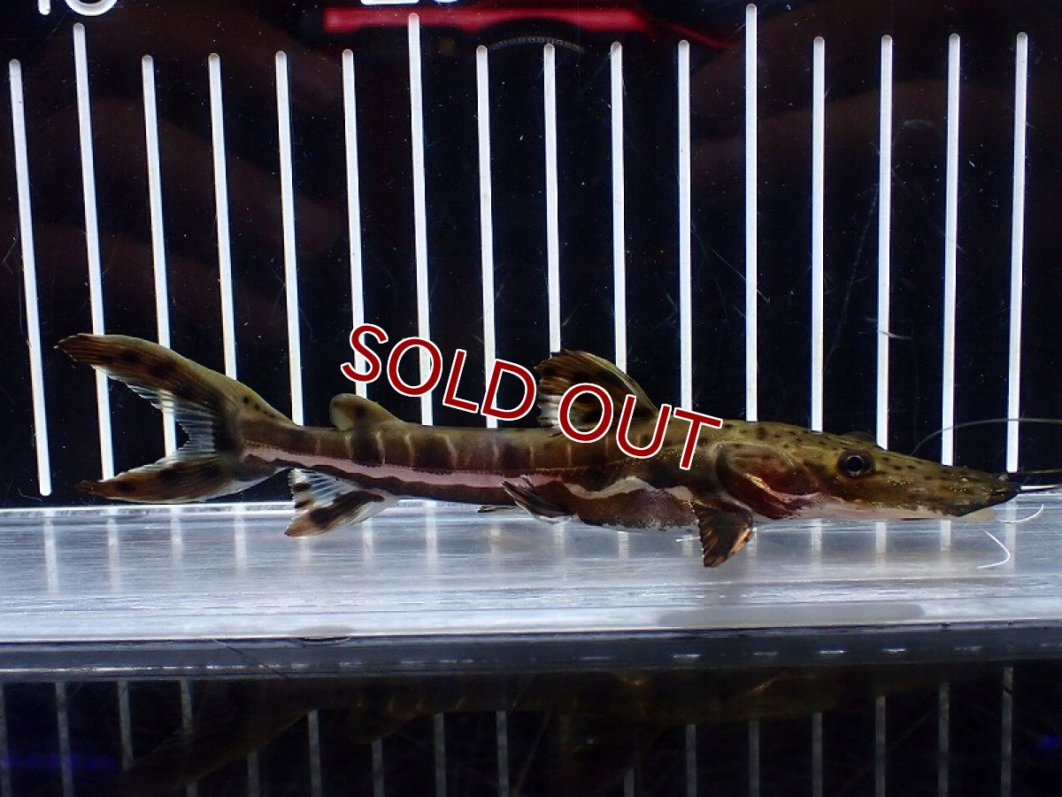 画像4: 【淡水魚】【通販】レア種 No1 タイガーシャベルノーズキャット カクエタ産 ワイルド【個体販売】(±13cm)(大型魚(生体)(熱帯魚)NKO (4)