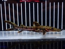 画像4: 【淡水魚】【通販】レア種 No1 タイガーシャベルノーズキャット カクエタ産 ワイルド【個体販売】(±13cm)(大型魚(生体)(熱帯魚)NKO (4)
