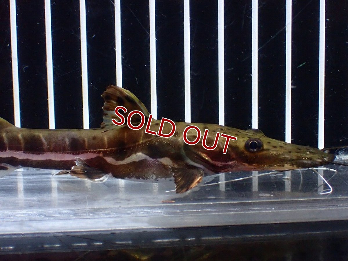 画像5: 【淡水魚】【通販】レア種 No1 タイガーシャベルノーズキャット カクエタ産 ワイルド【個体販売】(±13cm)(大型魚(生体)(熱帯魚)NKO (5)