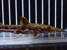 画像5: 【淡水魚】【通販】レア種 No1 タイガーシャベルノーズキャット カクエタ産 ワイルド【個体販売】(±13cm)(大型魚(生体)(熱帯魚)NKO (5)