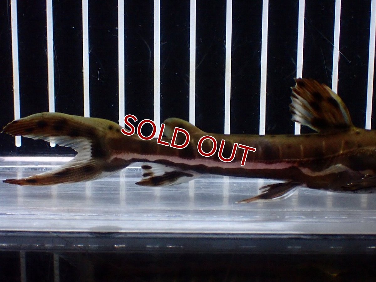 画像6: 【淡水魚】【通販】レア種 No1 タイガーシャベルノーズキャット カクエタ産 ワイルド【個体販売】(±13cm)(大型魚(生体)(熱帯魚)NKO (6)