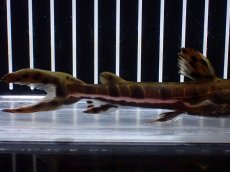 画像6: 【淡水魚】【通販】レア種 No1 タイガーシャベルノーズキャット カクエタ産 ワイルド【個体販売】(±13cm)(大型魚(生体)(熱帯魚)NKO (6)