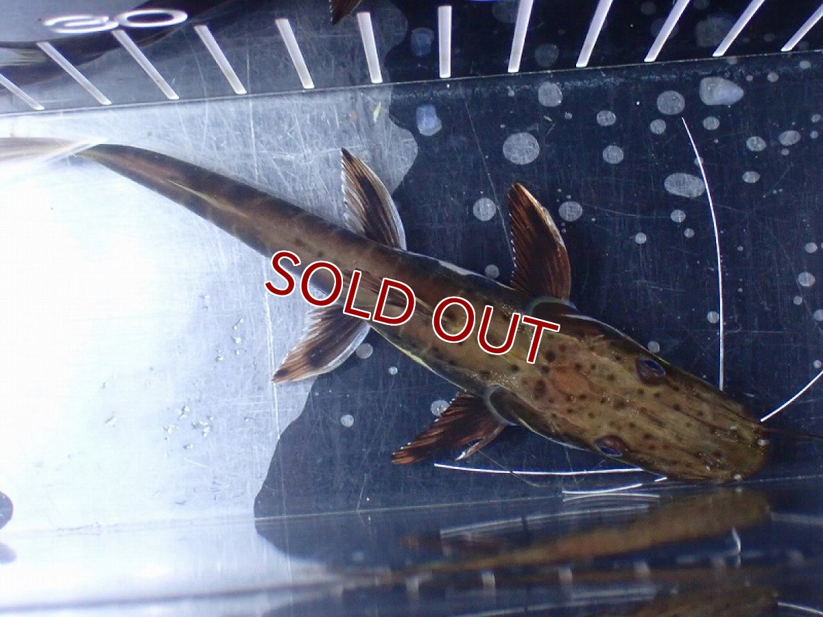 画像7: 【淡水魚】【通販】レア種 No1 タイガーシャベルノーズキャット カクエタ産 ワイルド【個体販売】(±13cm)(大型魚(生体)(熱帯魚)NKO (7)