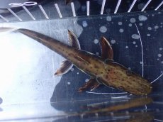 画像7: 【淡水魚】【通販】レア種 No1 タイガーシャベルノーズキャット カクエタ産 ワイルド【個体販売】(±13cm)(大型魚(生体)(熱帯魚)NKO (7)