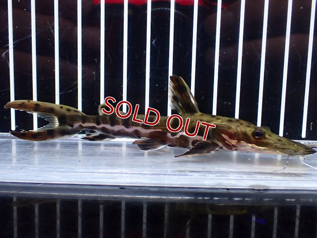 画像1: 【淡水魚】【通販】レア種 No2 タイガーシャベルノーズキャット カクエタ産 ワイルド【個体販売】(±13cm)(大型魚(生体)(熱帯魚)NKO (1)