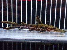画像1: 【淡水魚】【通販】レア種 No2 タイガーシャベルノーズキャット カクエタ産 ワイルド【個体販売】(±13cm)(大型魚(生体)(熱帯魚)NKO (1)