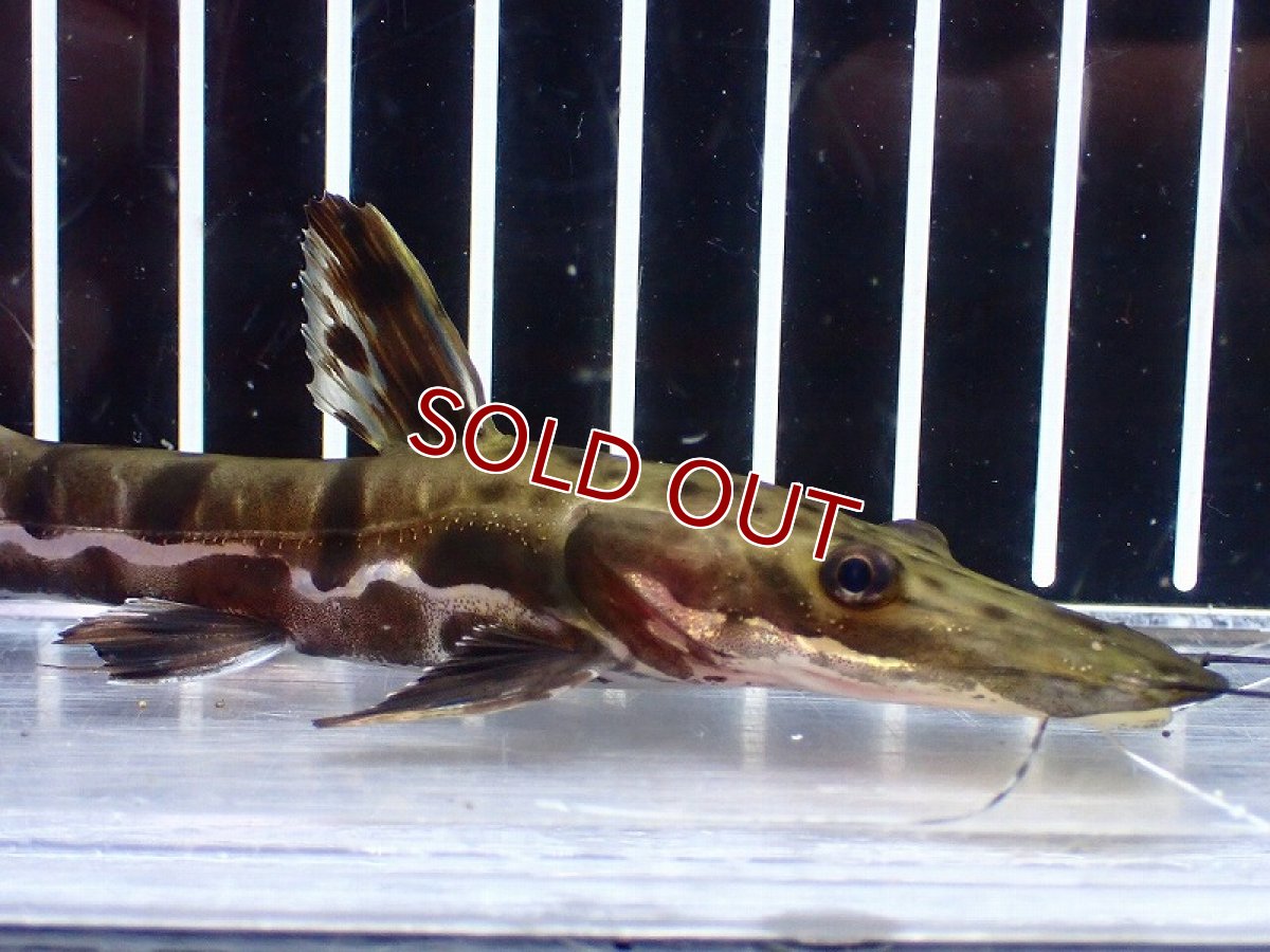 画像2: 【淡水魚】【通販】レア種 No2 タイガーシャベルノーズキャット カクエタ産 ワイルド【個体販売】(±13cm)(大型魚(生体)(熱帯魚)NKO (2)