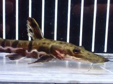 画像2: 【淡水魚】【通販】レア種 No2 タイガーシャベルノーズキャット カクエタ産 ワイルド【個体販売】(±13cm)(大型魚(生体)(熱帯魚)NKO (2)