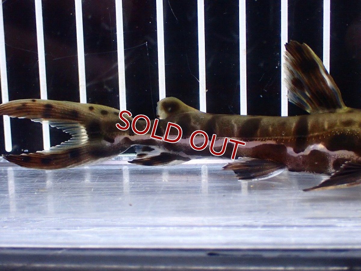 画像3: 【淡水魚】【通販】レア種 No2 タイガーシャベルノーズキャット カクエタ産 ワイルド【個体販売】(±13cm)(大型魚(生体)(熱帯魚)NKO (3)