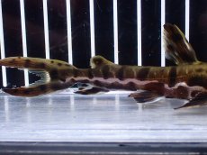 画像3: 【淡水魚】【通販】レア種 No2 タイガーシャベルノーズキャット カクエタ産 ワイルド【個体販売】(±13cm)(大型魚(生体)(熱帯魚)NKO (3)