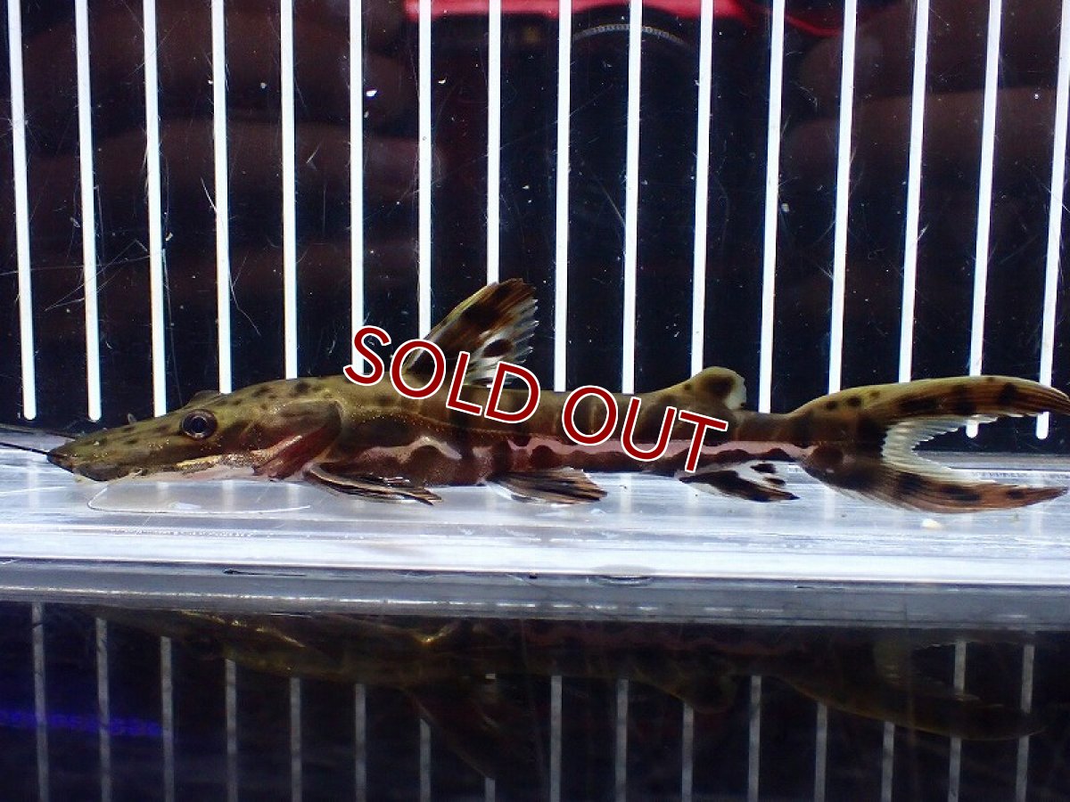 画像4: 【淡水魚】【通販】レア種 No2 タイガーシャベルノーズキャット カクエタ産 ワイルド【個体販売】(±13cm)(大型魚(生体)(熱帯魚)NKO (4)