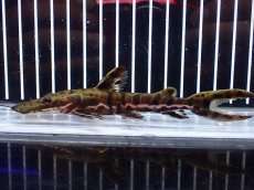 画像4: 【淡水魚】【通販】レア種 No2 タイガーシャベルノーズキャット カクエタ産 ワイルド【個体販売】(±13cm)(大型魚(生体)(熱帯魚)NKO (4)
