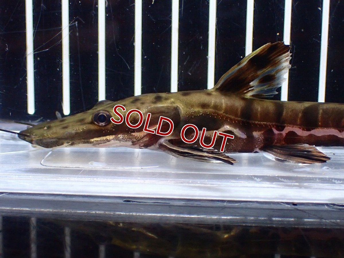 画像5: 【淡水魚】【通販】レア種 No2 タイガーシャベルノーズキャット カクエタ産 ワイルド【個体販売】(±13cm)(大型魚(生体)(熱帯魚)NKO (5)