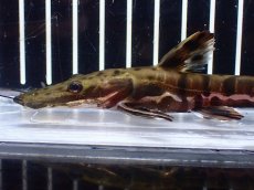 画像5: 【淡水魚】【通販】レア種 No2 タイガーシャベルノーズキャット カクエタ産 ワイルド【個体販売】(±13cm)(大型魚(生体)(熱帯魚)NKO (5)