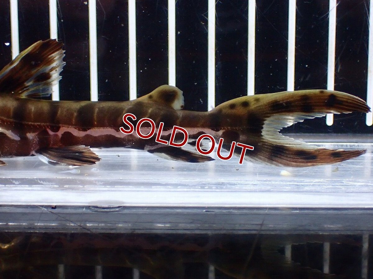 画像6: 【淡水魚】【通販】レア種 No2 タイガーシャベルノーズキャット カクエタ産 ワイルド【個体販売】(±13cm)(大型魚(生体)(熱帯魚)NKO (6)