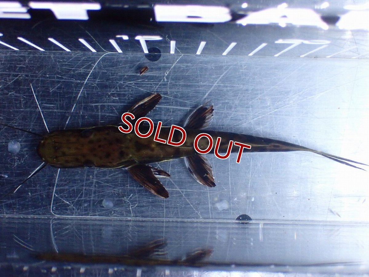 画像7: 【淡水魚】【通販】レア種 No2 タイガーシャベルノーズキャット カクエタ産 ワイルド【個体販売】(±13cm)(大型魚(生体)(熱帯魚)NKO (7)