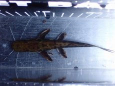 画像7: 【淡水魚】【通販】レア種 No2 タイガーシャベルノーズキャット カクエタ産 ワイルド【個体販売】(±13cm)(大型魚(生体)(熱帯魚)NKO (7)