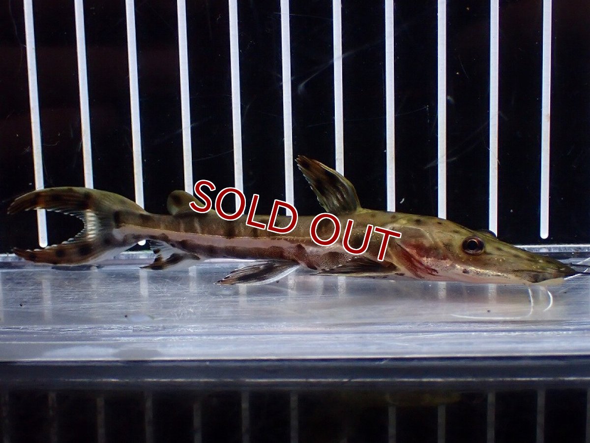 画像1: 【淡水魚】【通販】レア種 No3 タイガーシャベルノーズキャット カクエタ産 ワイルド【個体販売】(±11cm)(大型魚(生体)(熱帯魚)NKO (1)