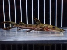画像1: 【淡水魚】【通販】レア種 No3 タイガーシャベルノーズキャット カクエタ産 ワイルド【個体販売】(±11cm)(大型魚(生体)(熱帯魚)NKO (1)