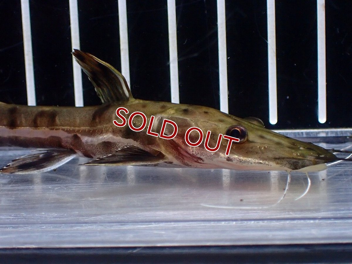 画像2: 【淡水魚】【通販】レア種 No3 タイガーシャベルノーズキャット カクエタ産 ワイルド【個体販売】(±11cm)(大型魚(生体)(熱帯魚)NKO (2)