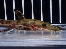画像2: 【淡水魚】【通販】レア種 No3 タイガーシャベルノーズキャット カクエタ産 ワイルド【個体販売】(±11cm)(大型魚(生体)(熱帯魚)NKO (2)