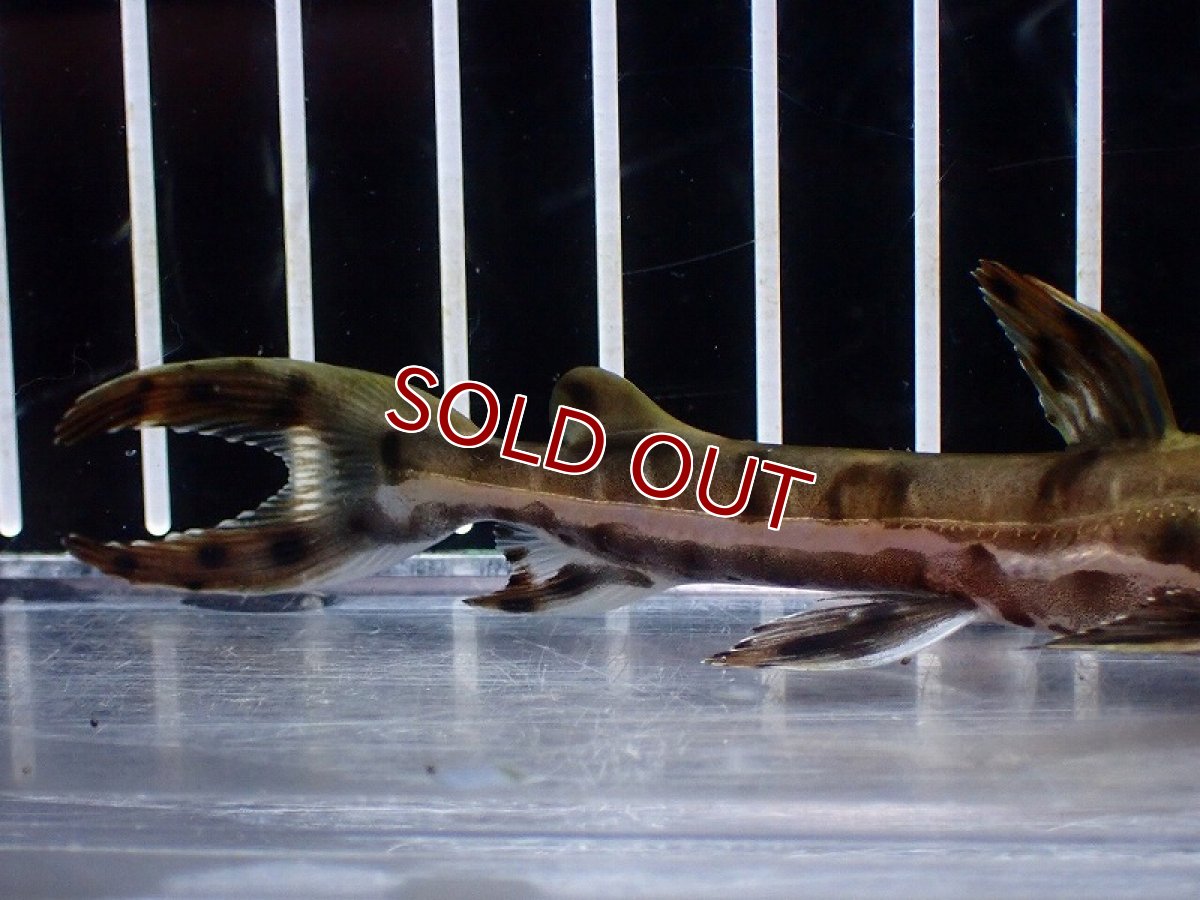 画像3: 【淡水魚】【通販】レア種 No3 タイガーシャベルノーズキャット カクエタ産 ワイルド【個体販売】(±11cm)(大型魚(生体)(熱帯魚)NKO (3)