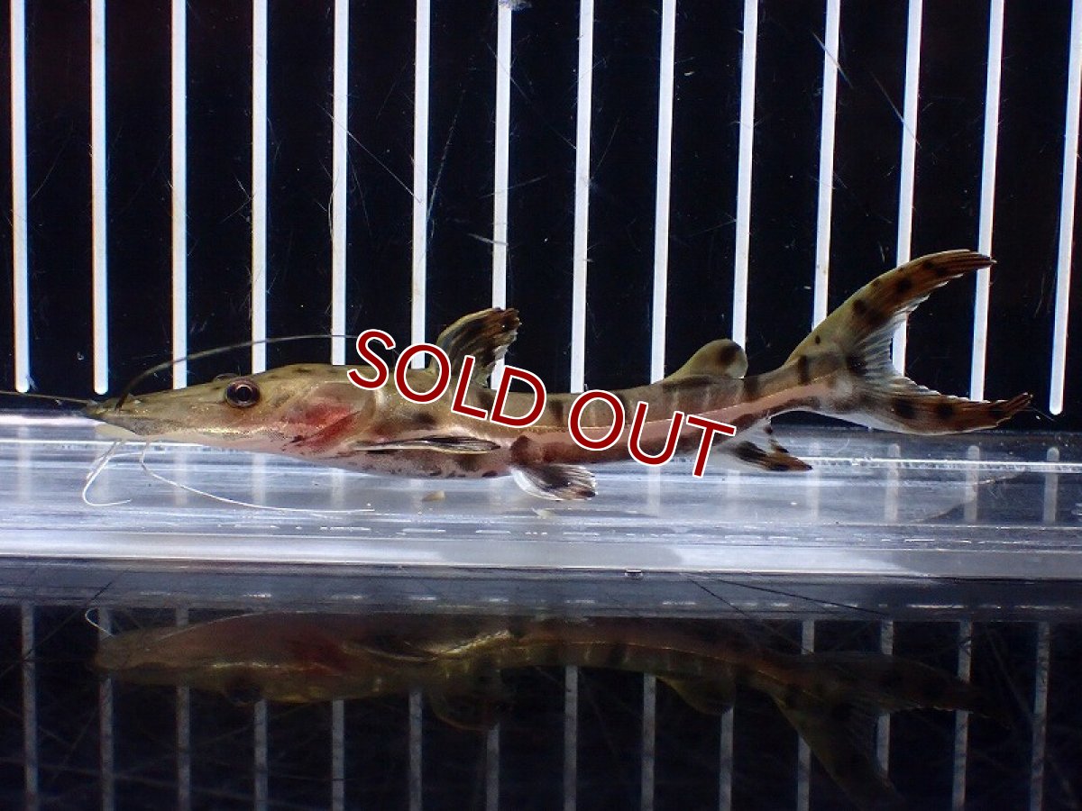 画像4: 【淡水魚】【通販】レア種 No3 タイガーシャベルノーズキャット カクエタ産 ワイルド【個体販売】(±11cm)(大型魚(生体)(熱帯魚)NKO (4)