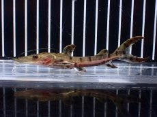 画像4: 【淡水魚】【通販】レア種 No3 タイガーシャベルノーズキャット カクエタ産 ワイルド【個体販売】(±11cm)(大型魚(生体)(熱帯魚)NKO (4)