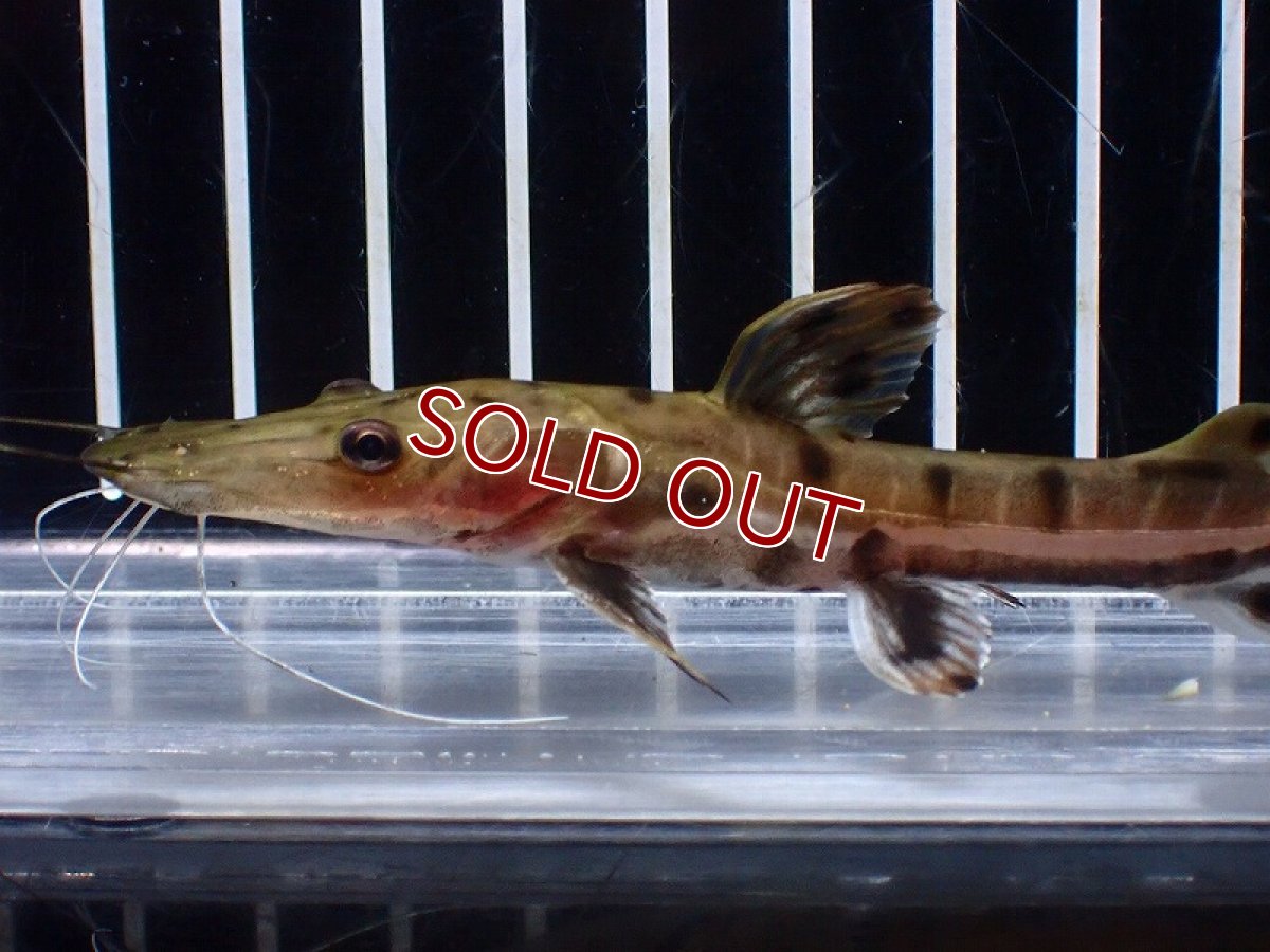 画像5: 【淡水魚】【通販】レア種 No3 タイガーシャベルノーズキャット カクエタ産 ワイルド【個体販売】(±11cm)(大型魚(生体)(熱帯魚)NKO (5)