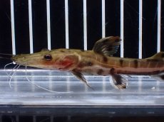 画像5: 【淡水魚】【通販】レア種 No3 タイガーシャベルノーズキャット カクエタ産 ワイルド【個体販売】(±11cm)(大型魚(生体)(熱帯魚)NKO (5)