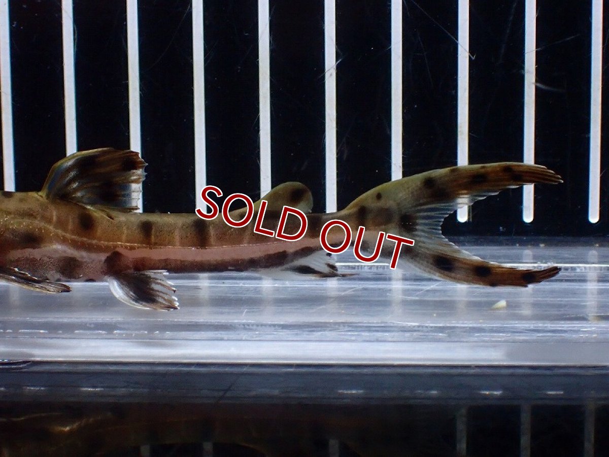 画像6: 【淡水魚】【通販】レア種 No3 タイガーシャベルノーズキャット カクエタ産 ワイルド【個体販売】(±11cm)(大型魚(生体)(熱帯魚)NKO (6)