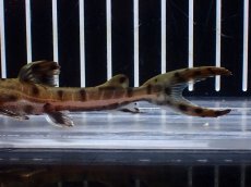 画像6: 【淡水魚】【通販】レア種 No3 タイガーシャベルノーズキャット カクエタ産 ワイルド【個体販売】(±11cm)(大型魚(生体)(熱帯魚)NKO (6)