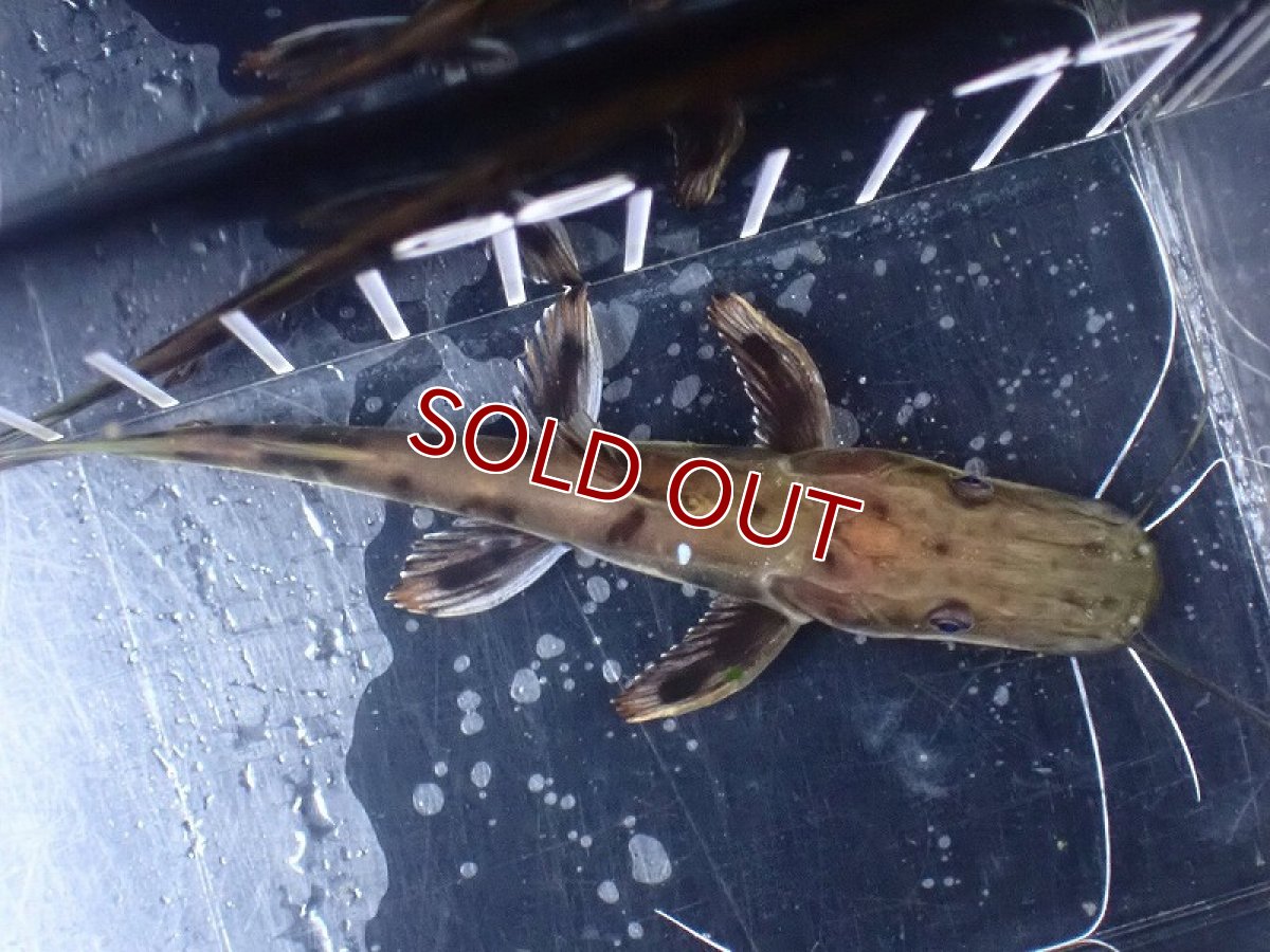 画像7: 【淡水魚】【通販】レア種 No3 タイガーシャベルノーズキャット カクエタ産 ワイルド【個体販売】(±11cm)(大型魚(生体)(熱帯魚)NKO (7)