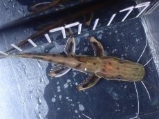 画像7: 【淡水魚】【通販】レア種 No3 タイガーシャベルノーズキャット カクエタ産 ワイルド【個体販売】(±11cm)(大型魚(生体)(熱帯魚)NKO (7)