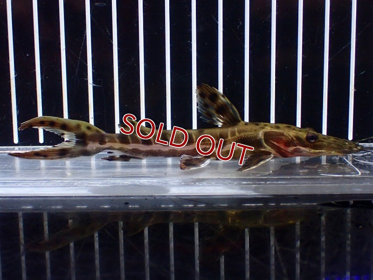 画像1: 【淡水魚】【通販】レア種 No4 タイガーシャベルノーズキャット カクエタ産 ワイルド【個体販売】(±13cm)(大型魚(生体)(熱帯魚)NKO (1)